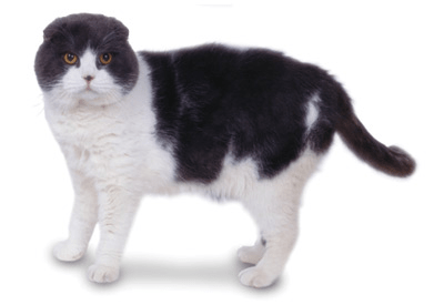 Scottish Fold cat breed picture