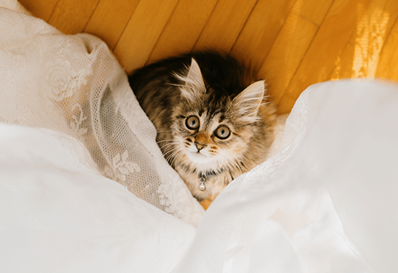 young kitten peaking out from drapes