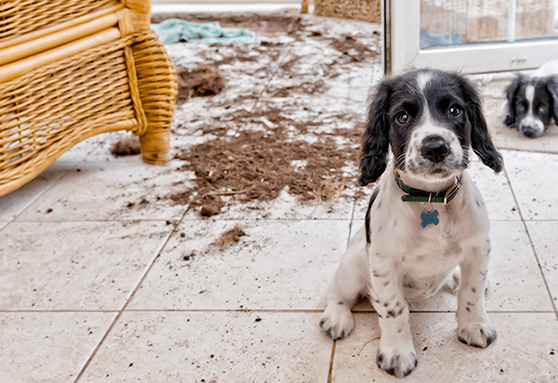 Two black and white puppies sitting next to a pile of dirt