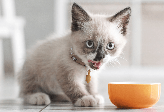 kitten licking lips while eating food