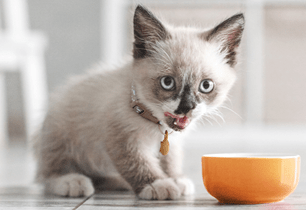 kitten food