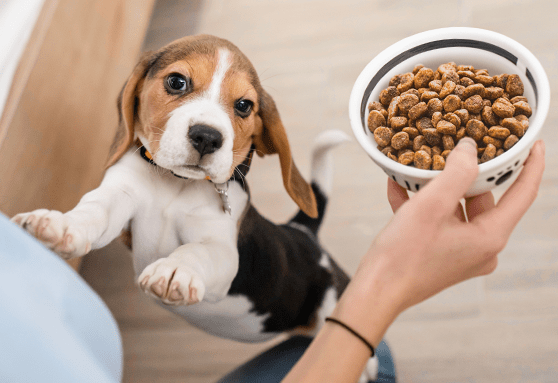 beagle puppy reaching up for bowl of dry food