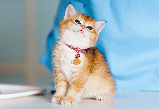 young orange kitten with red collar sitting on exam table