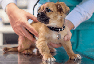 puppy vet care