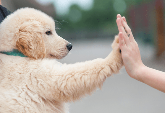 Golden retriever puppy giving human a high five