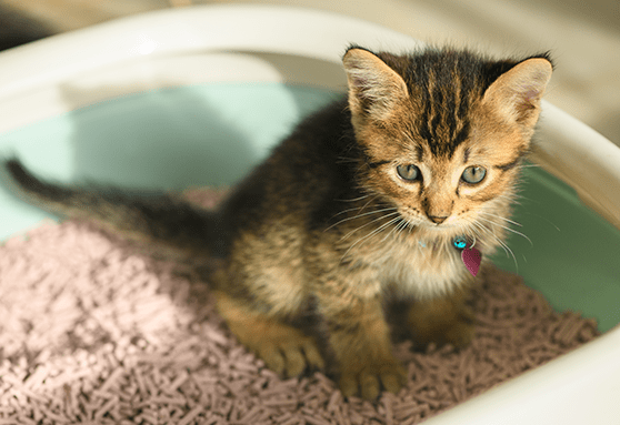 Young kitten sitting in litter box