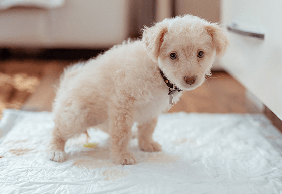 Young puppy using pee pad