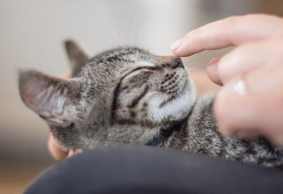 young kitten sitting in owners lap, owner touching kittens nose