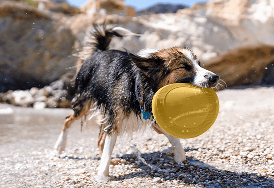 Wet puppy shaking off water with frisbee in mouth