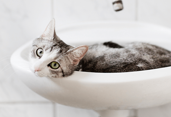 young cat laying in a sink