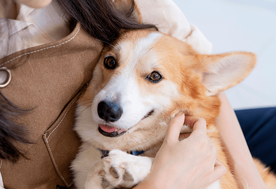 Corgi puppy in arms of pet owner