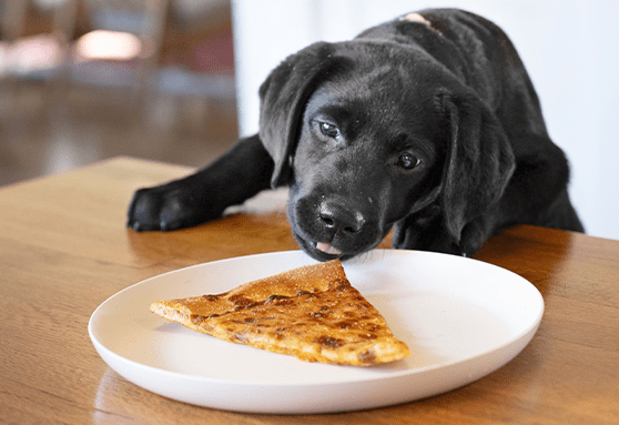 Black lab puppy sneaking a piece of pizza