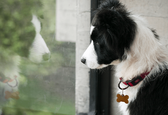 Black and white puppy looking out the window