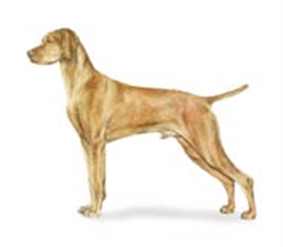 Vizsla dog breed picture