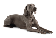 Weimaraner dog breed picture