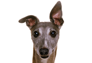 Whippet dog breed picture