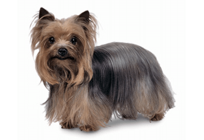 Yorkshire Terrier dog breed picture