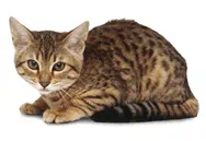 Bengal cat breed picture