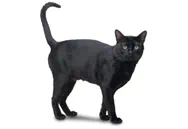 Bombay cat breed picture