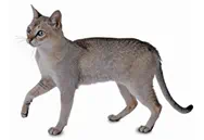 Singapura cat breed picture