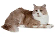 Turkish Angora cat breed picture