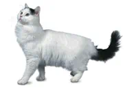 Turkish Van cat breed picture